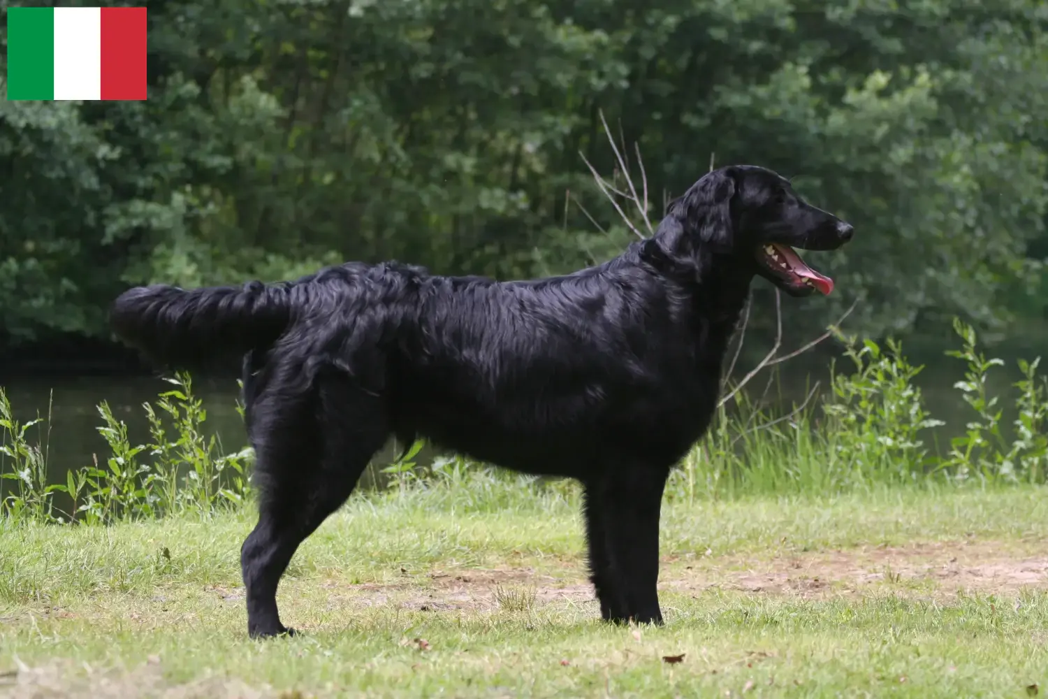 Szczeniaki i hodowcy Flat Coated Retriever Włochy Tutaj możesz znaleźć hodowców Flat coated retriever w Włochy.