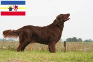 Read more about the article Hodowcy i szczenięta Flat Coated Retriever w Meklemburgia-Pomorze Przednie