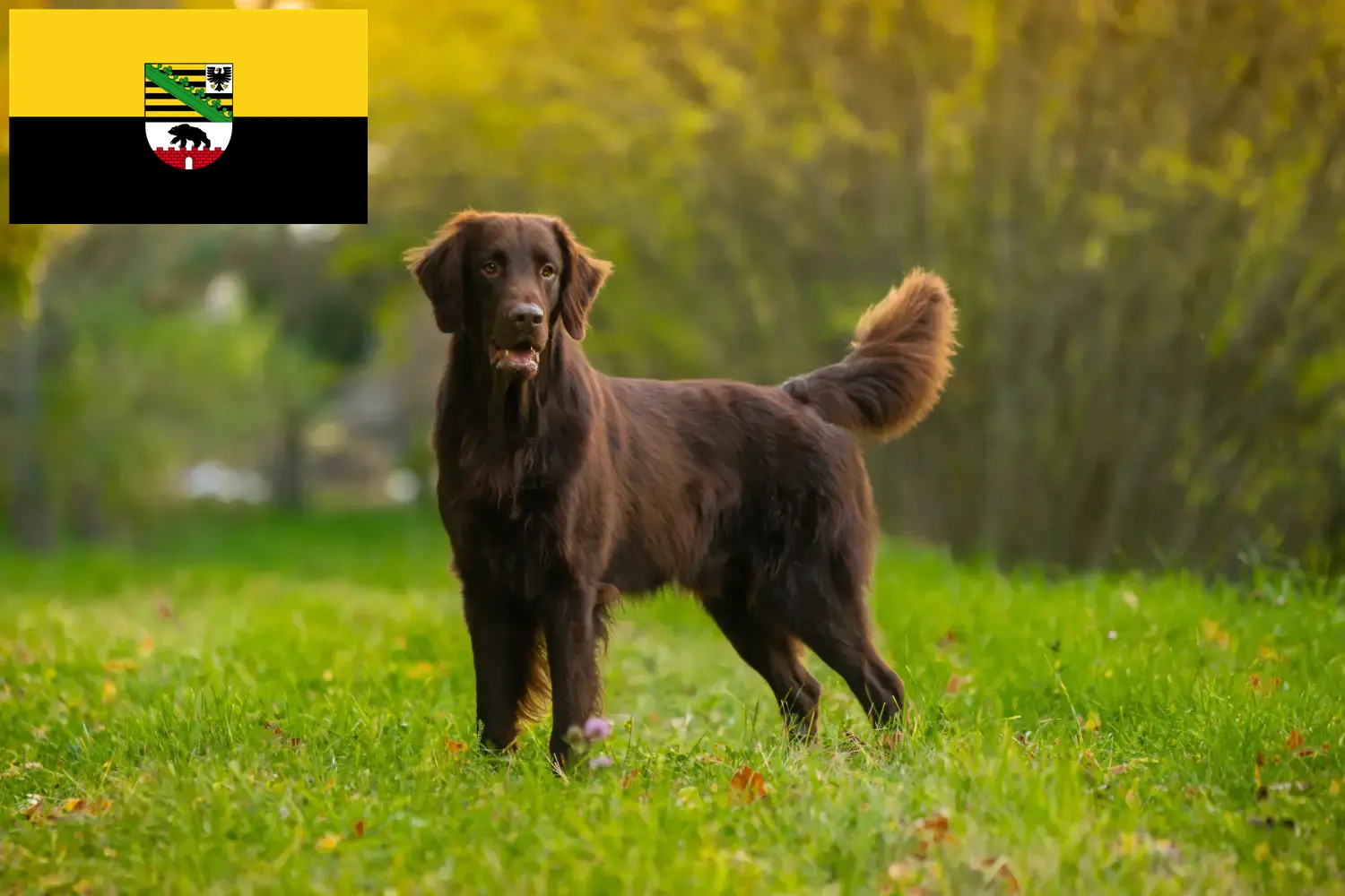 Szczeniaki rasy Flat Coated Retriever i hodowcy Saksonia-Anhalt Tutaj znajdziesz hodowców Flat coated retriever w Saksonia-Anhalt.