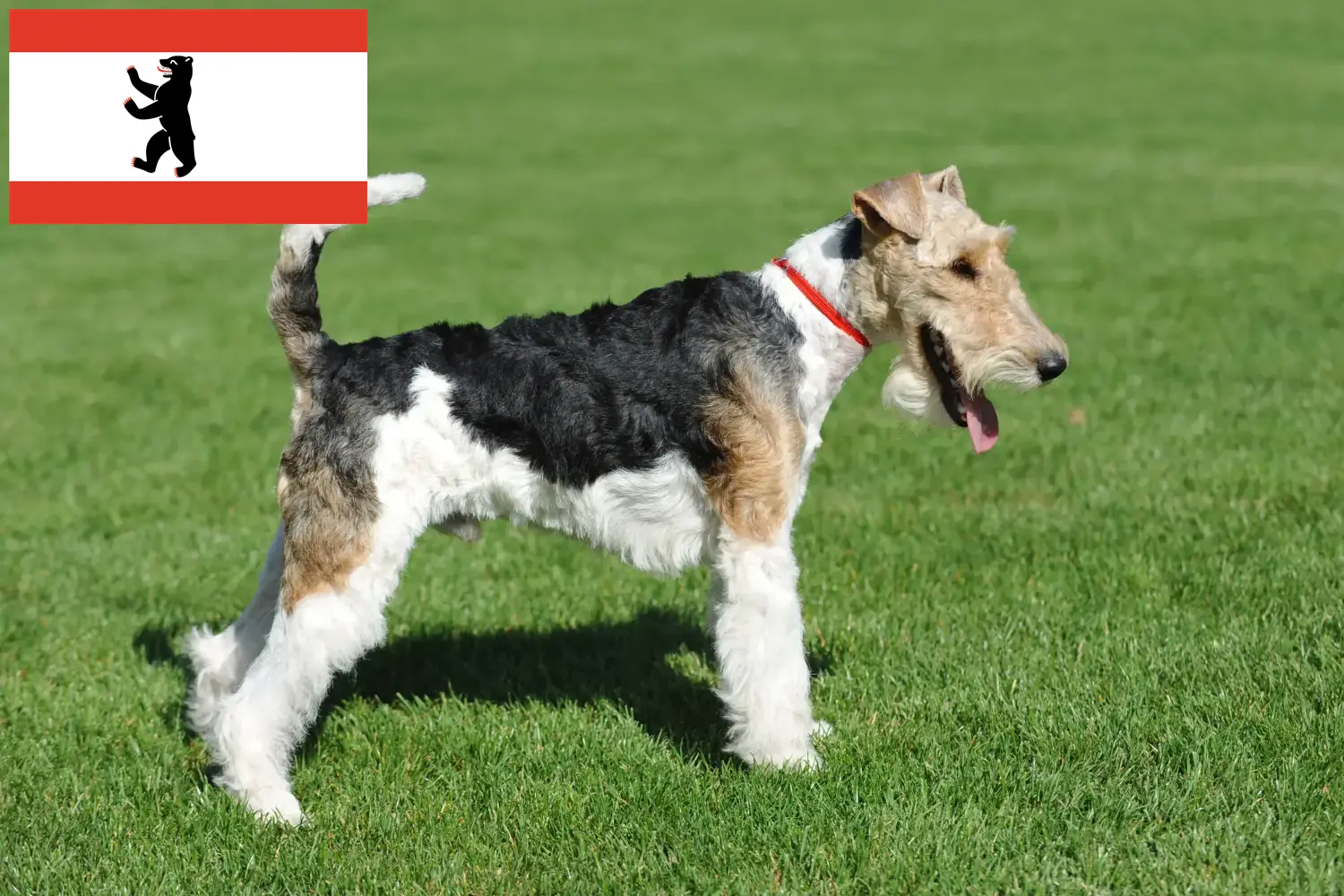 Fox terrier szczenięta i hodowcy Berlin Znajdź hodowców fox terrierów w Berlin tutaj.