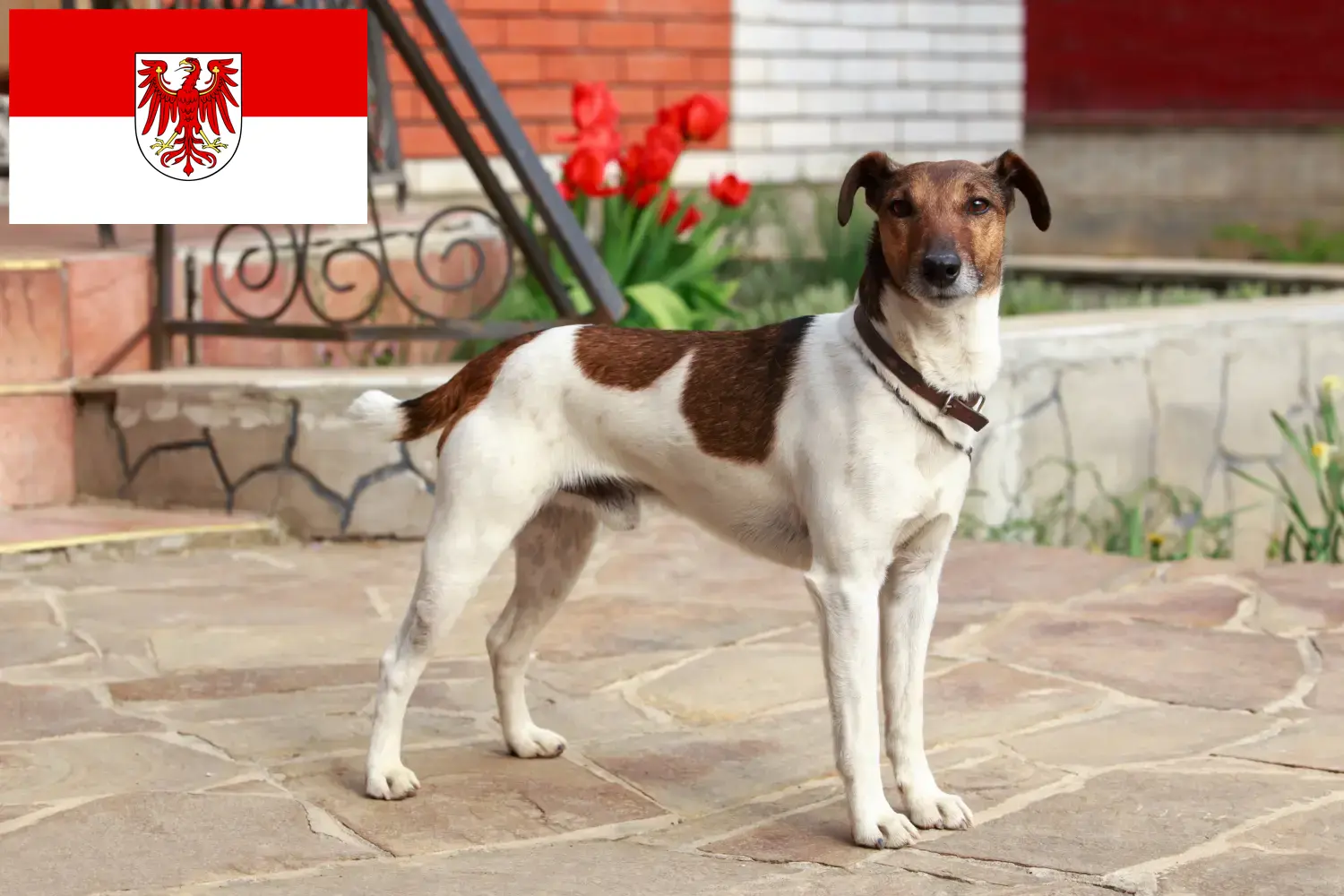 Read more about the article Hodowcy i szczenięta Fox terrier w Brandenburgia