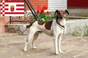 Read more about the article Hodowcy i szczenięta fox terrier w Brema