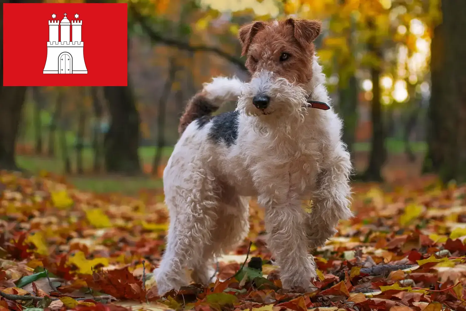 Fox terrier szczenięta i hodowcy Hamburg Tutaj znajdą Państwo hodowców fox terrierów w Hamburg.