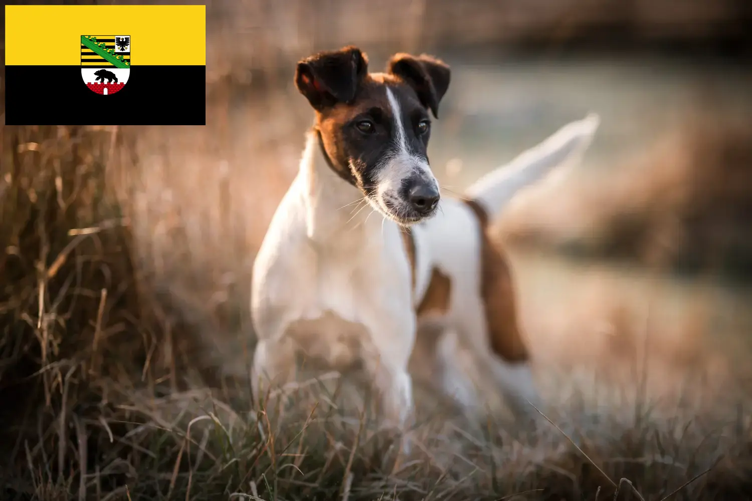 Read more about the article Hodowcy i szczenięta Fox terrier w Saksonia-Anhalt