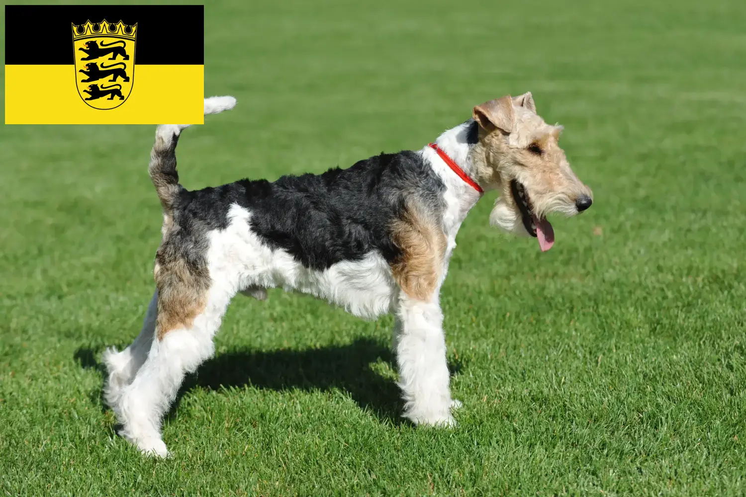 Fox terrier szczenięta i hodowcy Badenia-Wirtembergia Tutaj znajdziesz hodowców rasy Fox terrier w Badenia-Wirtembergia.