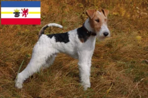 Read more about the article Hodowcy i szczenięta Fox terrier w Meklemburgia-Pomorze Przednie