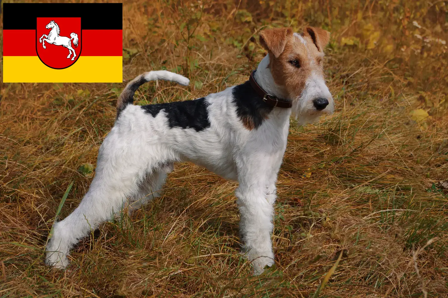 Fox terrier szczenięta i hodowcy Dolna Saksonia Tutaj znajdziesz hodowców rasy Fox terrier w Dolna Saksonia.