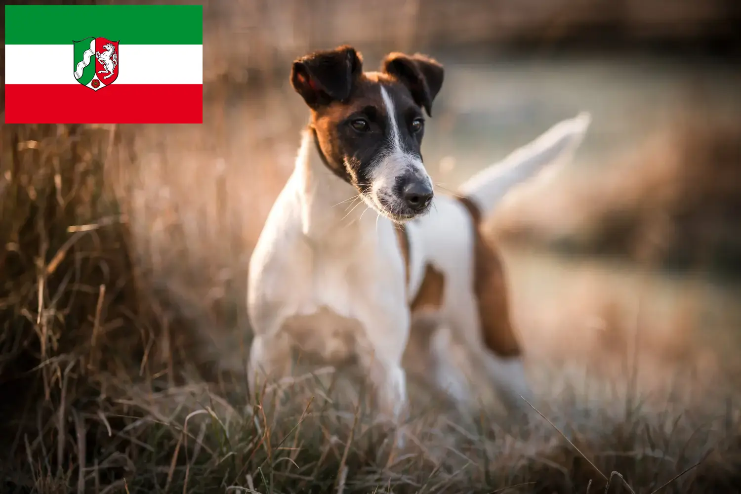 Fox terrier szczenięta i hodowcy Nadrenia Północna-Westfalia Tutaj znajdziesz hodowców rasy Fox terrier w Nadrenia Północna-Westfalia.