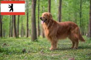 Read more about the article Hodowcy i szczenięta Golden Retriever w Berlin