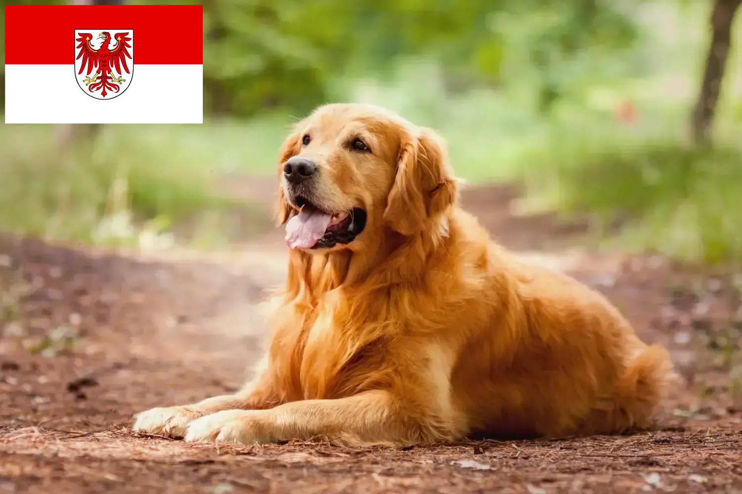 Golden Retriever szczenięta i hodowcy Brandenburg Tutaj znajdziesz hodowców rasy Golden retriever w Brandenburgia.
