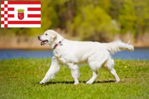 Read more about the article Hodowcy golden retrieverów i szczenięta w Brema