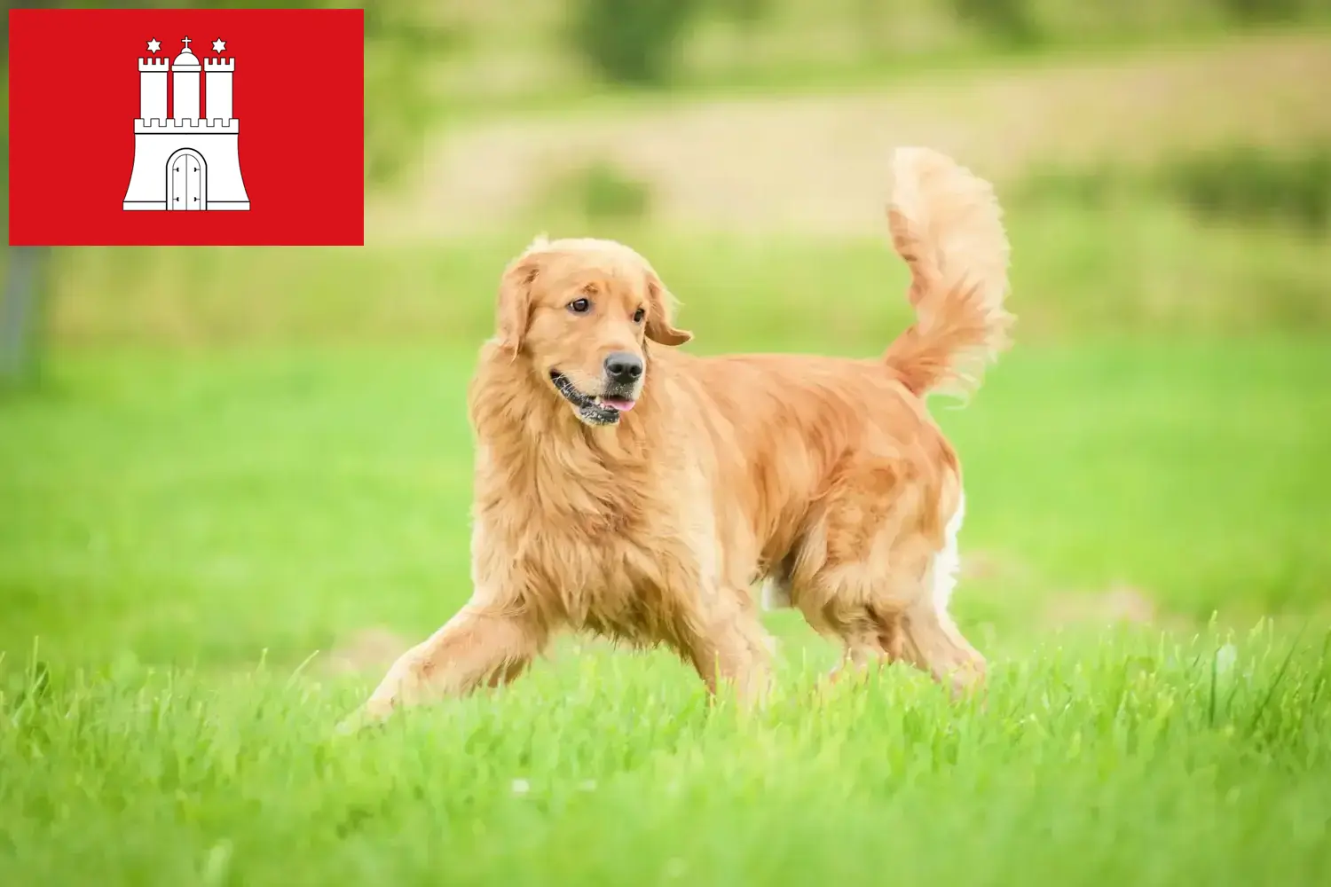 Golden Retriever szczenięta i hodowcy Hamburg Tutaj znajdziesz hodowców rasy Golden retriever w Hamburg.