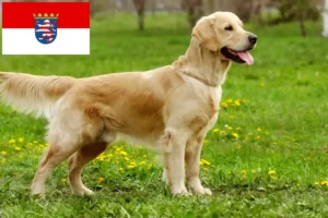 Read more about the article Hodowcy golden retrieverów i szczenięta w Hesja