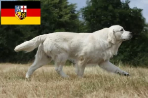 Read more about the article Hodowcy i szczenięta Golden Retriever w Kraj Saary