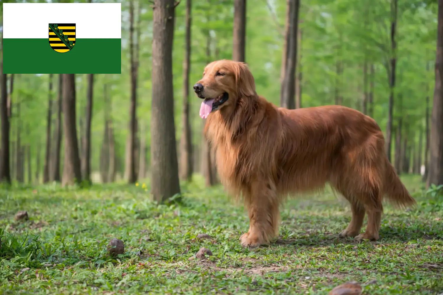 Read more about the article Hodowcy golden retrieverów i szczenięta w Saksonia