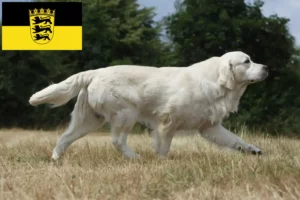 Read more about the article Hodowcy golden retrieverów i szczenięta w Badenia-Wirtembergia