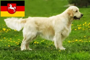 Read more about the article Hodowcy i szczenięta Golden Retriever w Dolna Saksonia