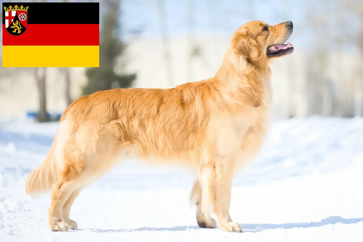 Read more about the article Hodowcy golden retrieverów i szczenięta w Nadrenia-Palatynat