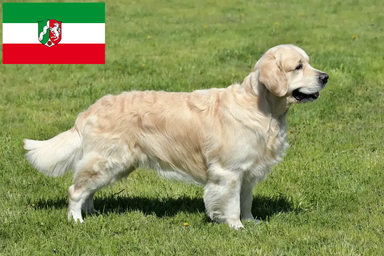 Read more about the article Hodowcy i szczenięta Golden Retriever w Nadrenia Północna-Westfalia