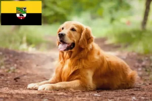 Read more about the article Hodowcy golden retrieverów i szczenięta w Saksonia-Anhalt
