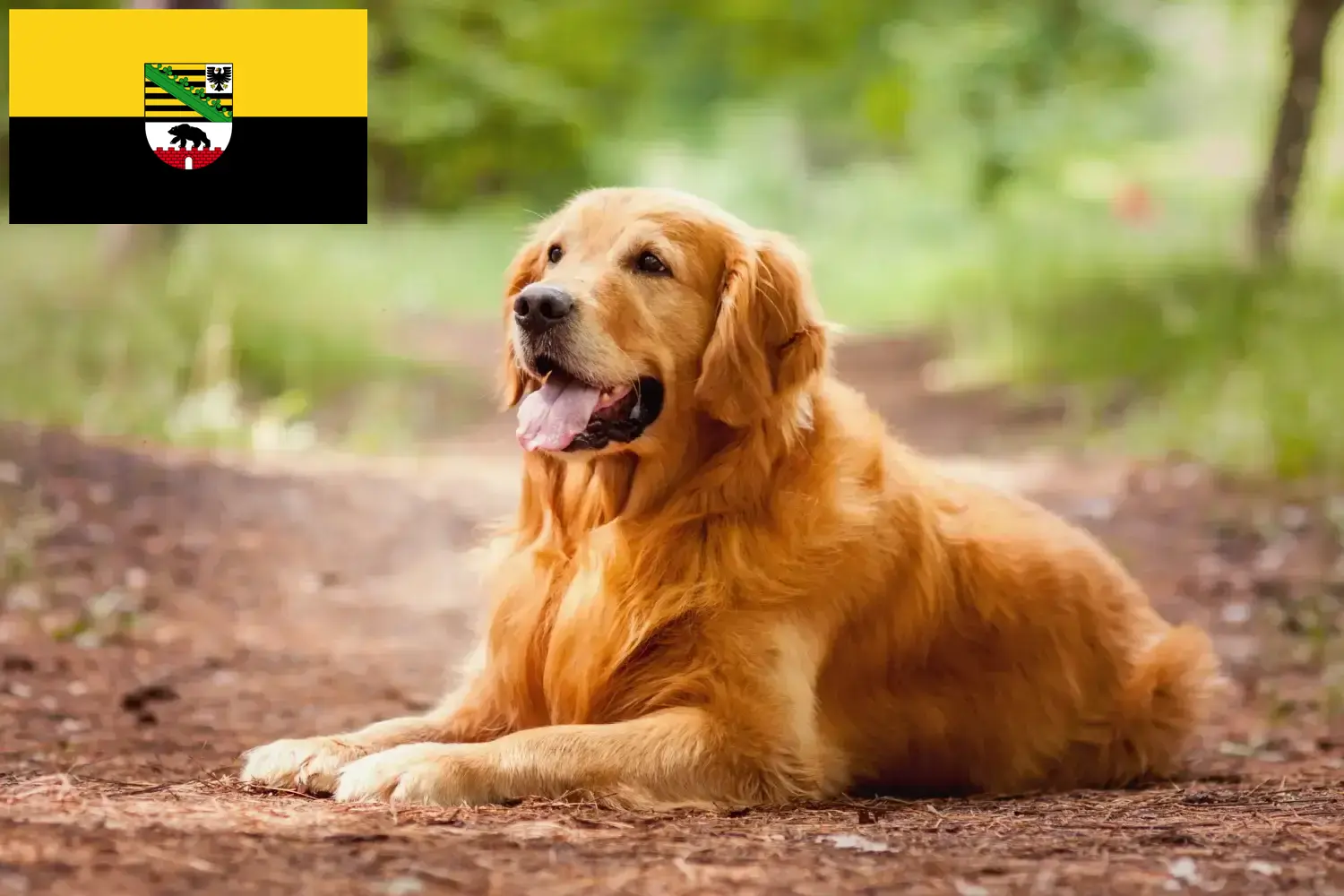 Read more about the article Hodowcy golden retrieverów i szczenięta w Saksonia-Anhalt