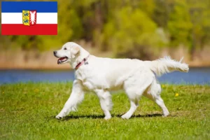 Read more about the article Hodowcy golden retrieverów i szczenięta w Szlezwik-Holsztyn