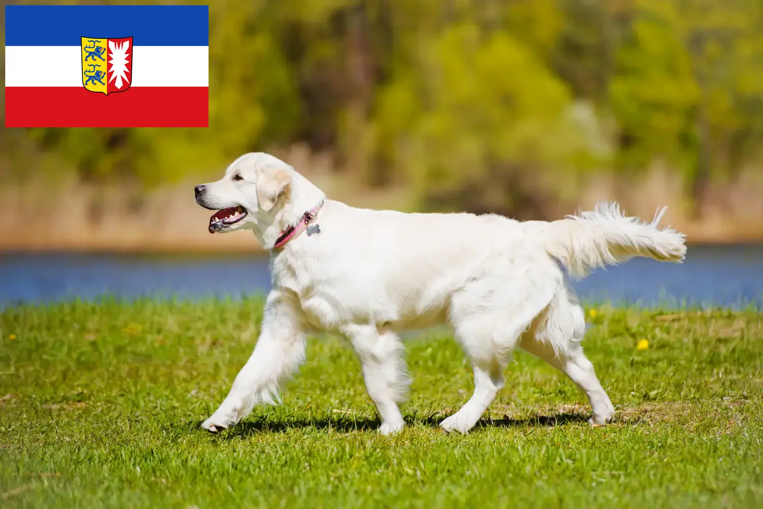 Read more about the article Hodowcy golden retrieverów i szczenięta w Szlezwik-Holsztyn