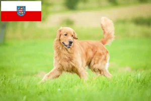 Read more about the article Hodowcy i szczenięta Golden Retriever w Turyngia