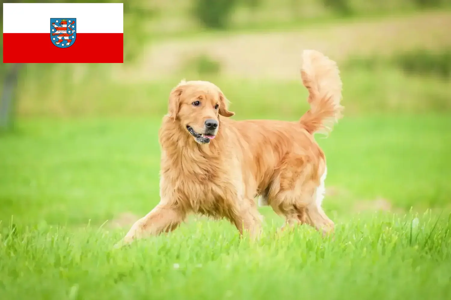 Read more about the article Hodowcy i szczenięta Golden Retriever w Turyngia
