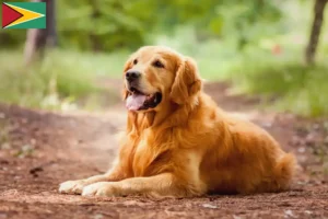 Read more about the article Hodowcy i szczenięta Golden Retriever w Gujana
