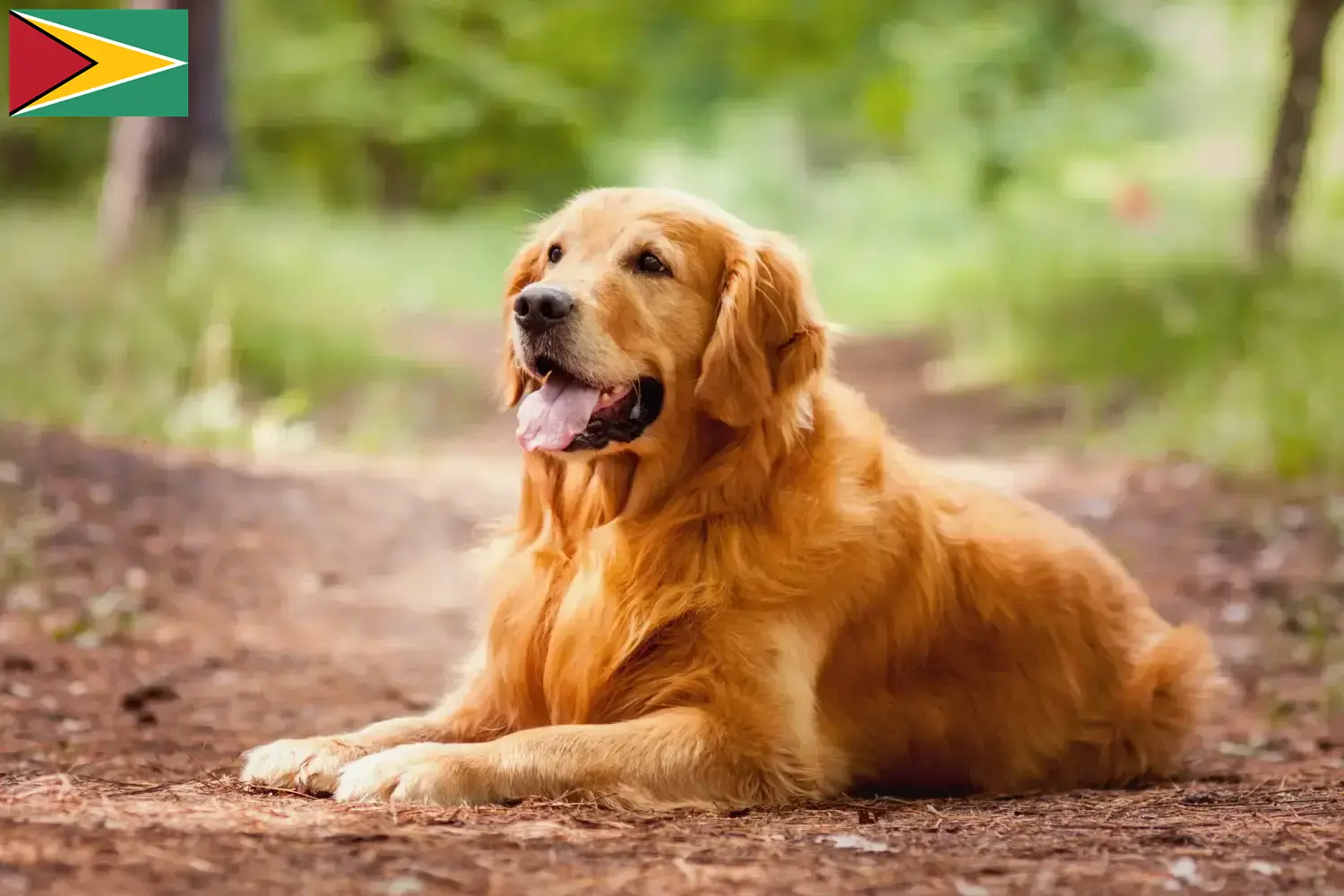Read more about the article Hodowcy i szczenięta Golden Retriever w Gujana
