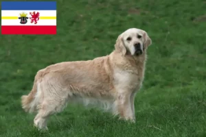Read more about the article Hodowcy i szczenięta Golden Retriever w Meklemburgia-Pomorze Przednie