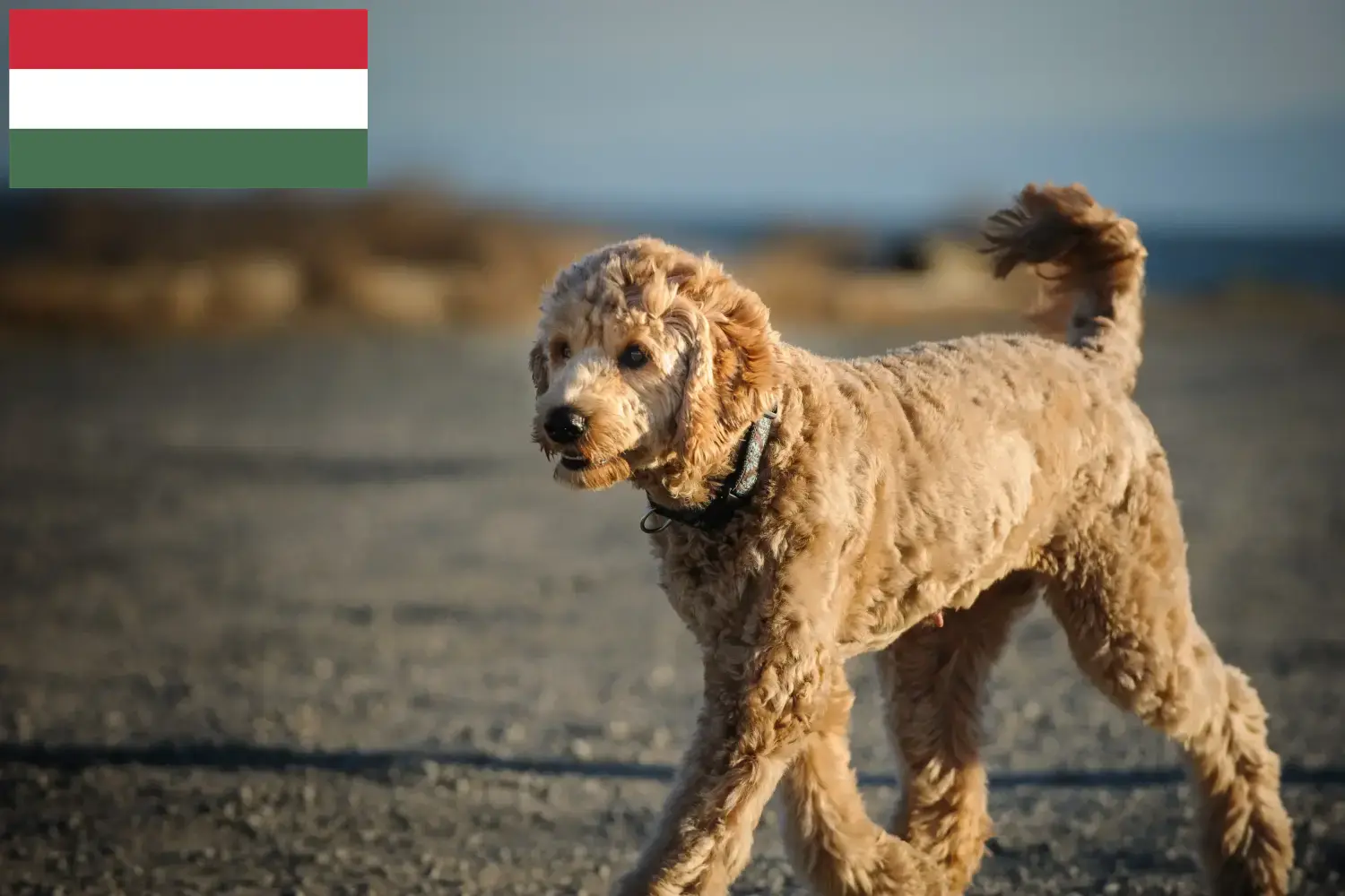 Goldendoodle szczenięta i hodowcy Węgry Tutaj można znaleźć hodowców Goldendoodles w Węgry.