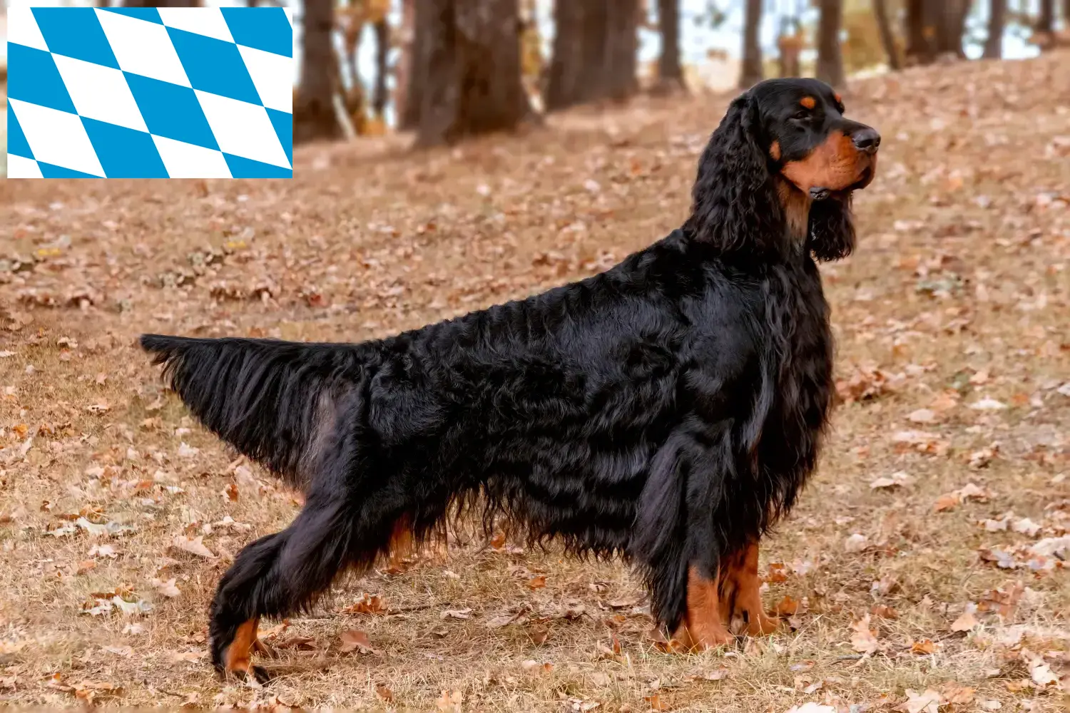 Seter gordon szczenięta i hodowcy Bawaria Tutaj znajdziesz hodowców rasy Gordon seter w Bawaria.