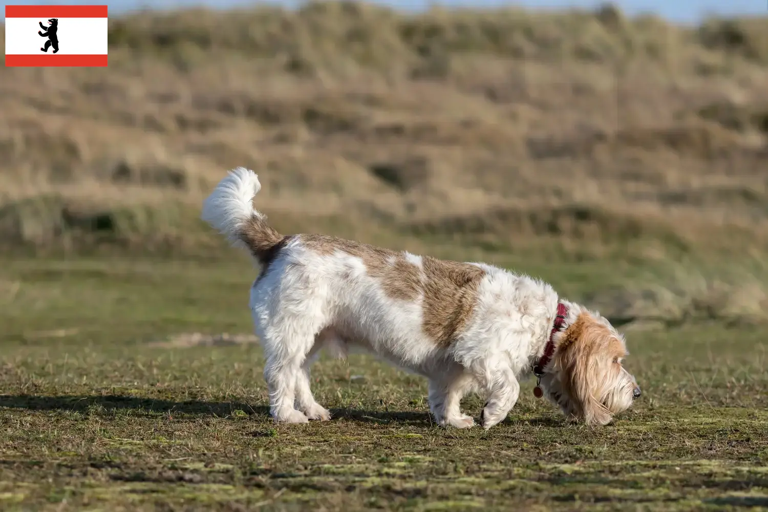 Grand Basset Griffon Vendéen szczenięta i hodowcy Berlin Znajdź hodowców Grand Basset Griffon Vendéens w Berlin.