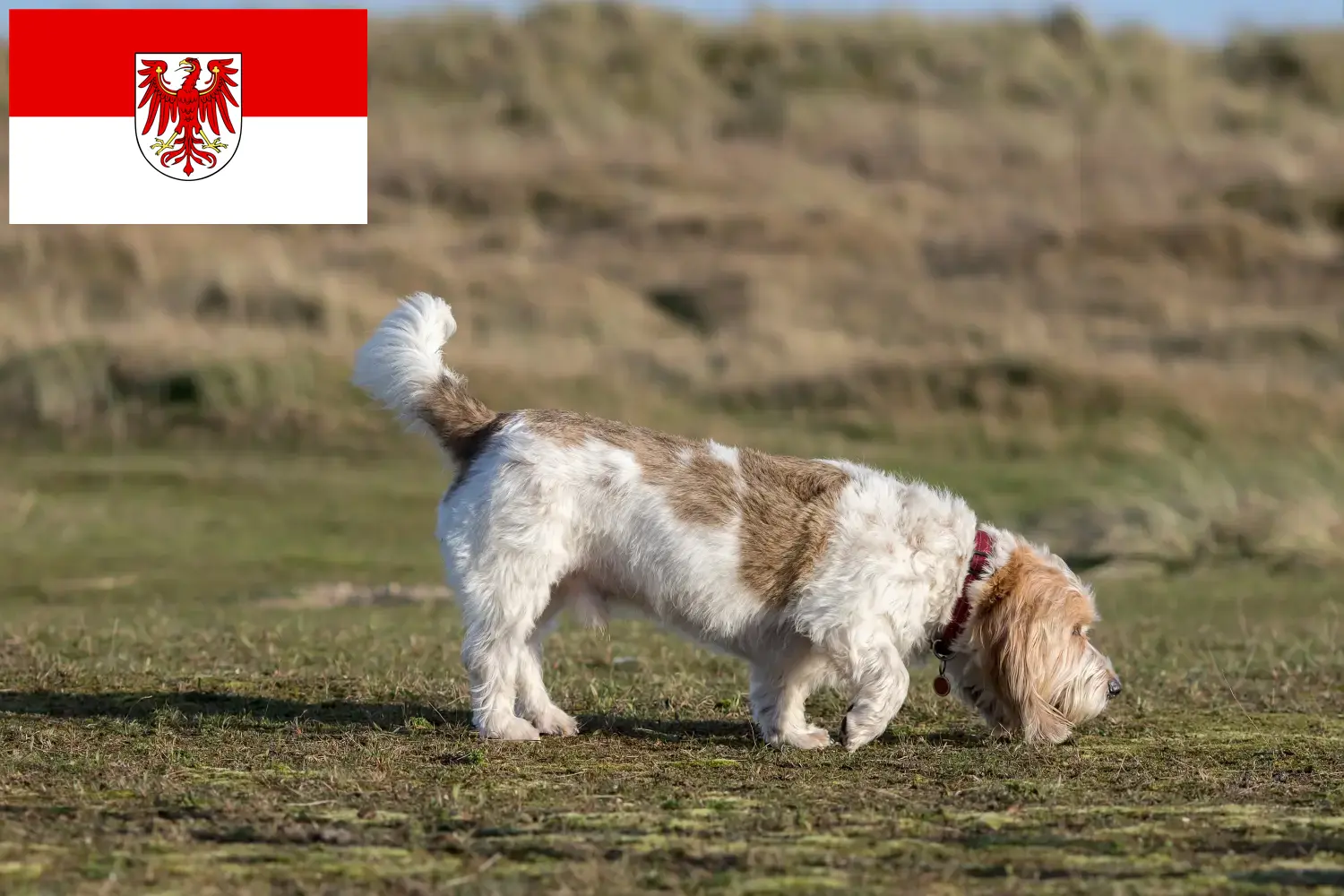 Grand Basset Griffon Vendéen szczenięta i hodowcy Brandenburg Znajdź hodowców Grand Basset Griffon Vendéens w Brandenburg.