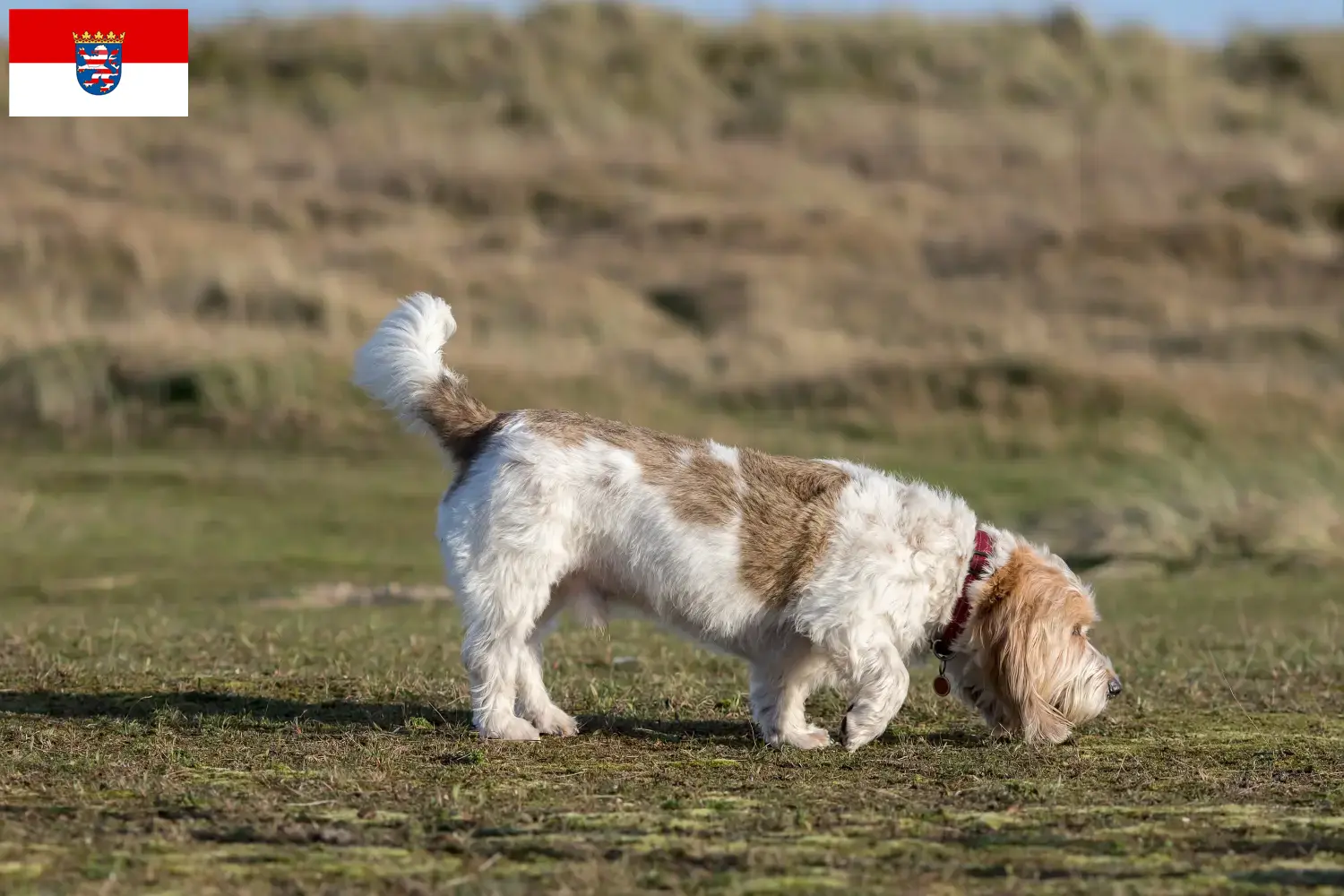 Grand Basset Griffon Vendéen szczenięta i hodowcy Hesja Znajdź hodowców Grand Basset Griffon Vendéens w Hesja.