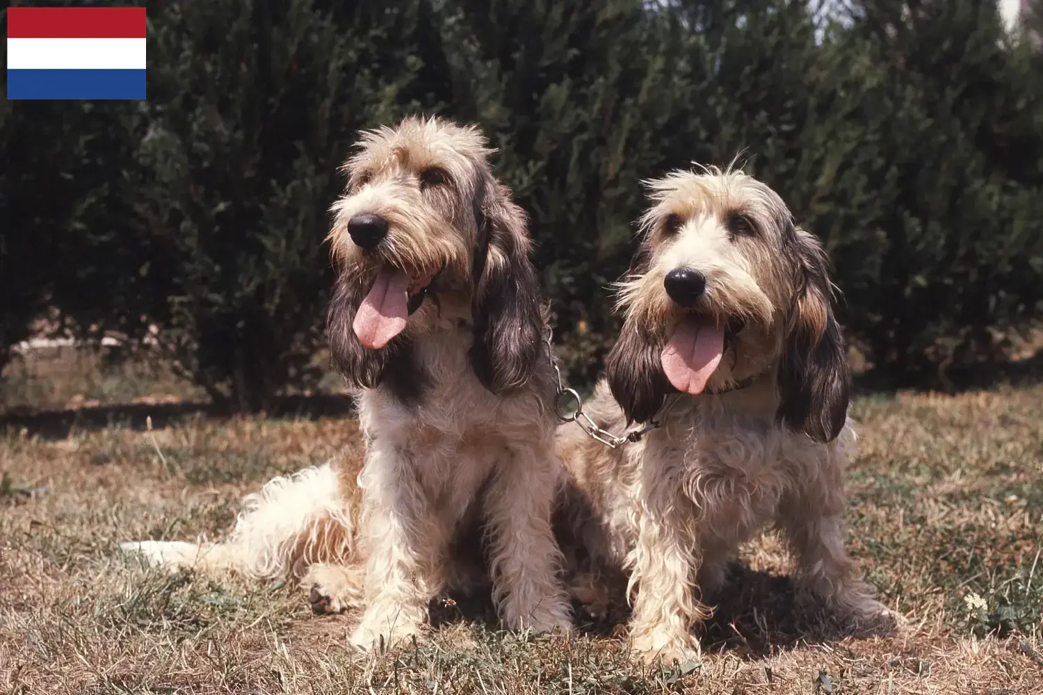 Grand Basset Griffon Vendéen szczenięta i hodowcy Holandia Znajdź hodowców Grand Basset Griffon Vendéens w Holandia.