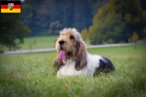 Read more about the article Hodowcy i szczenięta Grand Basset Griffon Vendéen w Kraj Saary