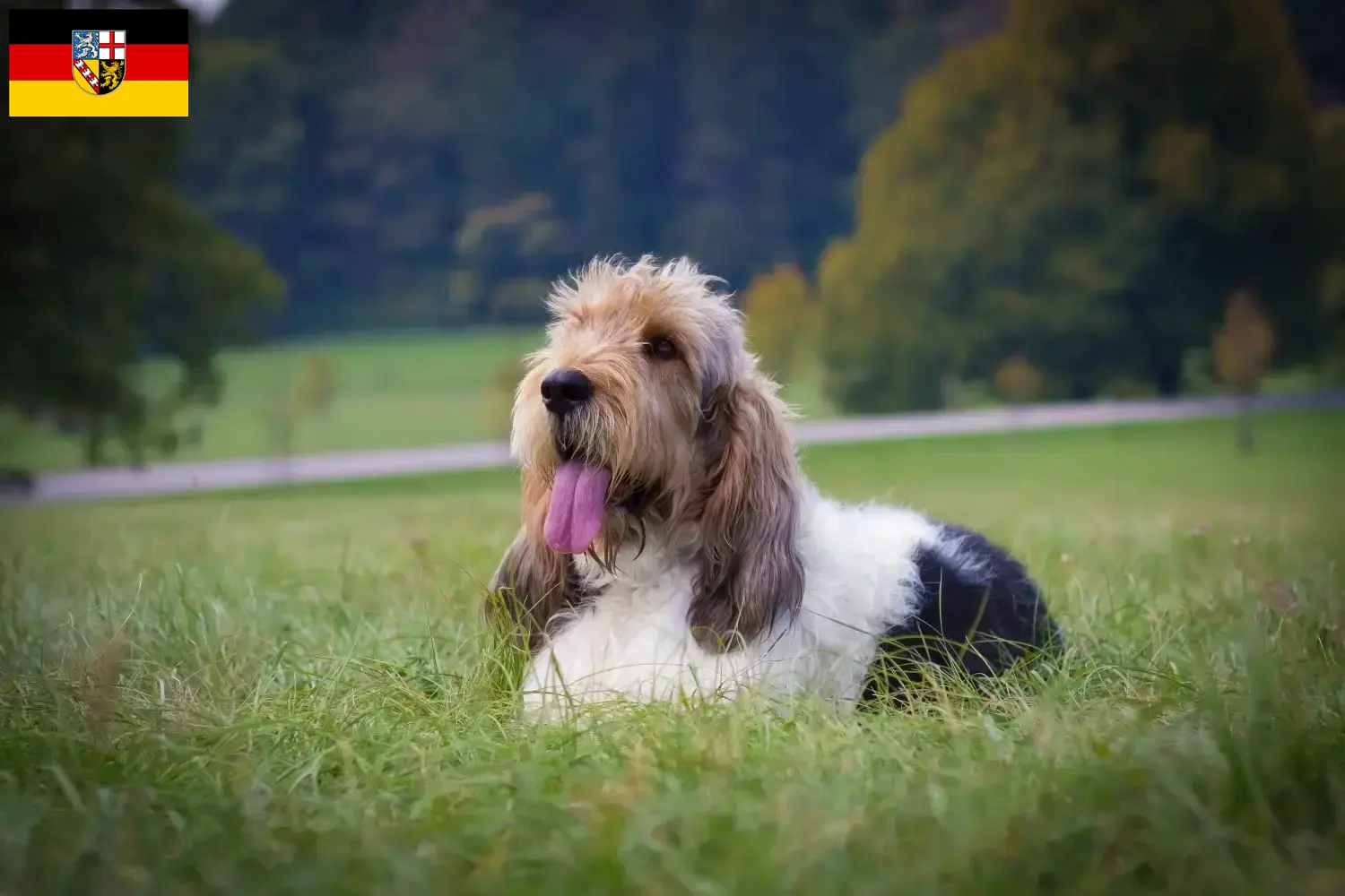 Grand Basset Griffon Vendéen szczenięta i hodowcy Saara Znajdź hodowców Grand Basset Griffon Vendéens w Kraj Saary.