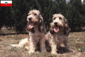 Read more about the article Grand Basset Griffon Vendéen hodowcy i szczenięta w Turyngia