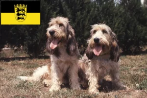 Read more about the article Grand Basset Griffon Vendéen hodowcy i szczenięta w Badenia-Wirtembergia