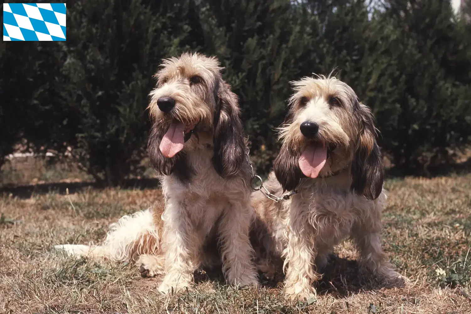 Grand Basset Griffon Vendéen szczenięta i hodowcy Bawaria Znajdź hodowców Grand Basset Griffon Vendéens w Bawaria.
