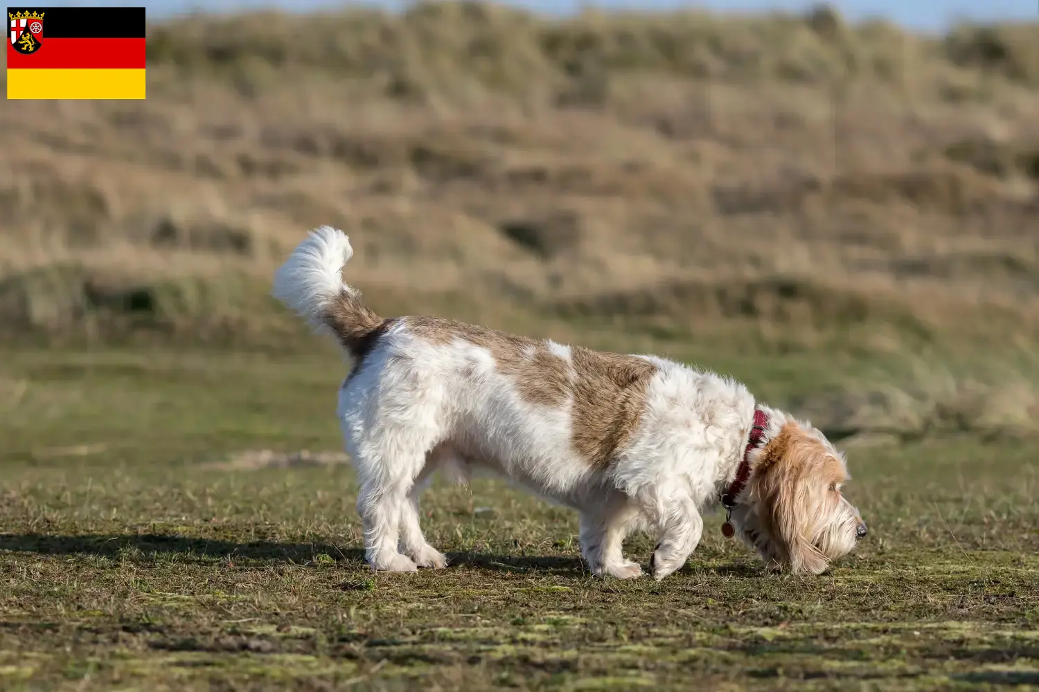 Grand Basset Griffon Vendéen szczenięta i hodowcy Nadrenia-Palatynat Znajdź hodowców Grand Basset Griffon Vendéens w Nadrenia-Palatynat.