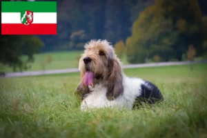 Read more about the article Grand Basset Griffon Vendéen hodowcy i szczenięta w Nadrenia Północna-Westfalia