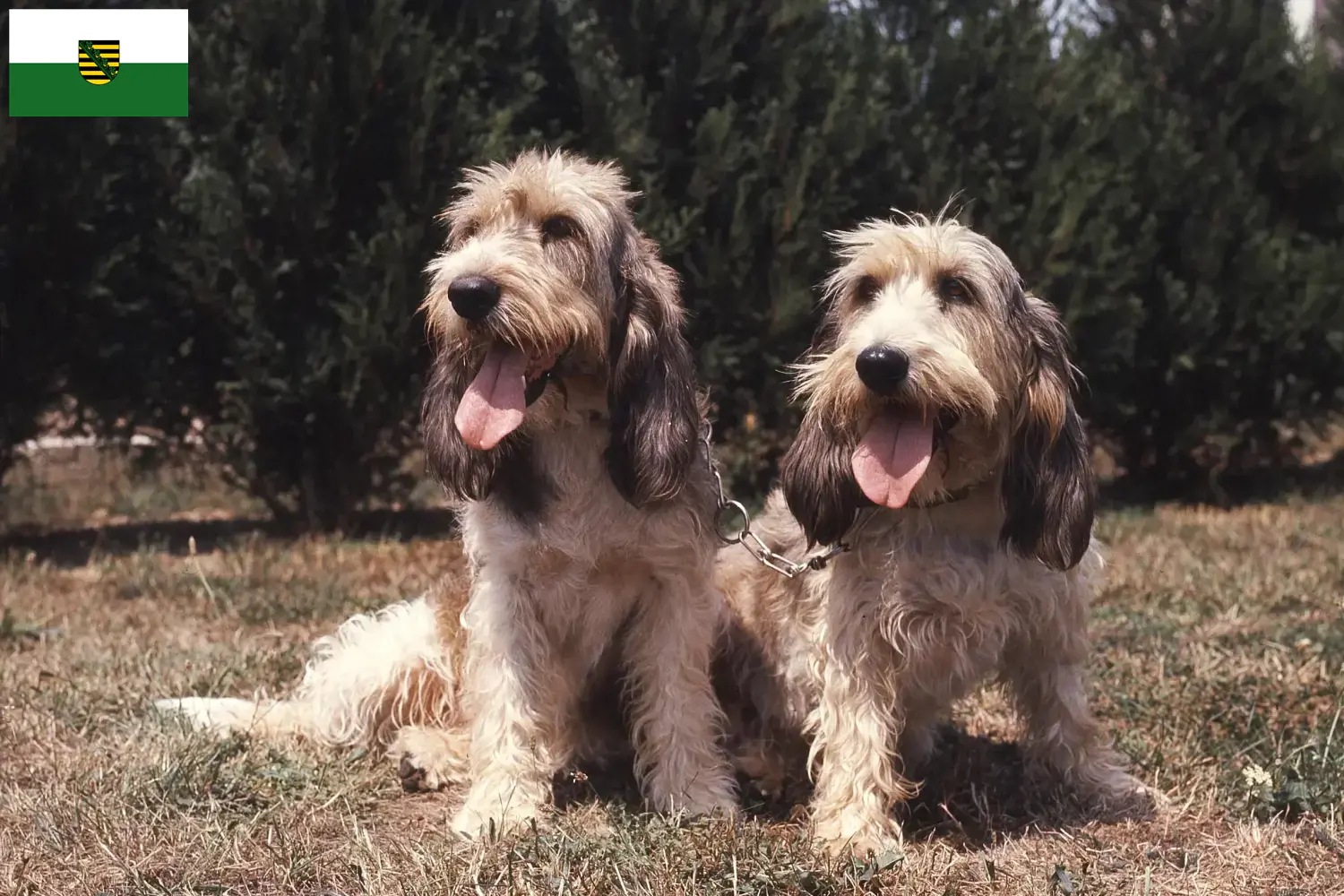 Grand Basset Griffon Vendéen szczenięta i hodowcy Saksonia Znajdź hodowców Grand Basset Griffon Vendéens w Saksonia.
