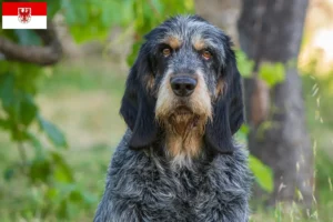 Read more about the article Hodowcy i szczenięta Griffon Bleu de Gascogne w Brandenburgia