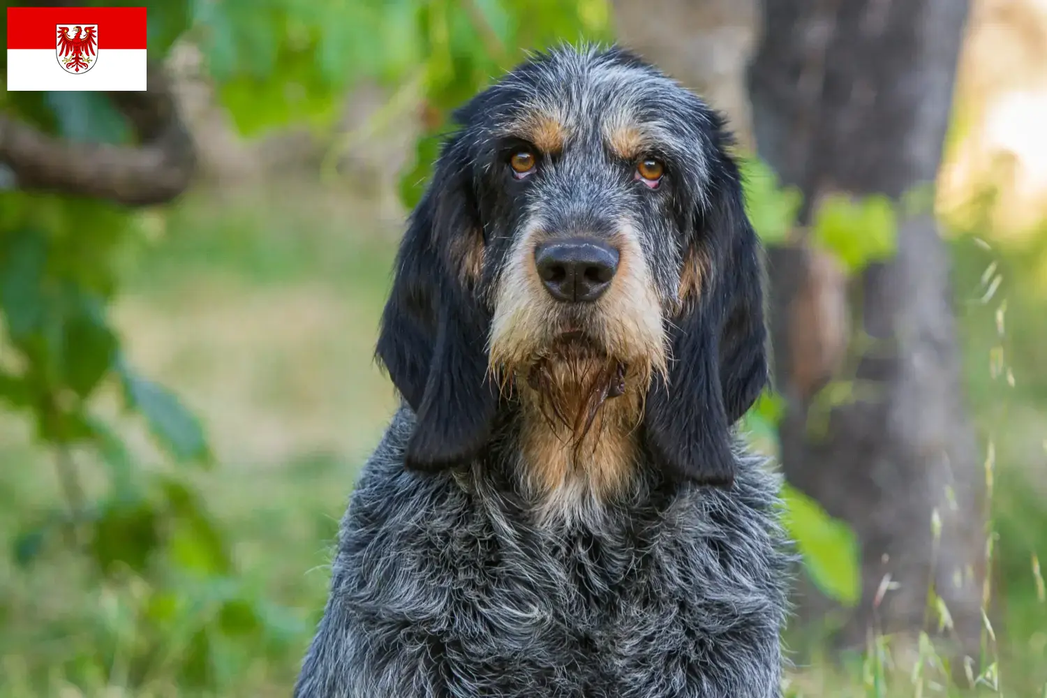 Read more about the article Hodowcy i szczenięta Griffon Bleu de Gascogne w Brandenburgia
