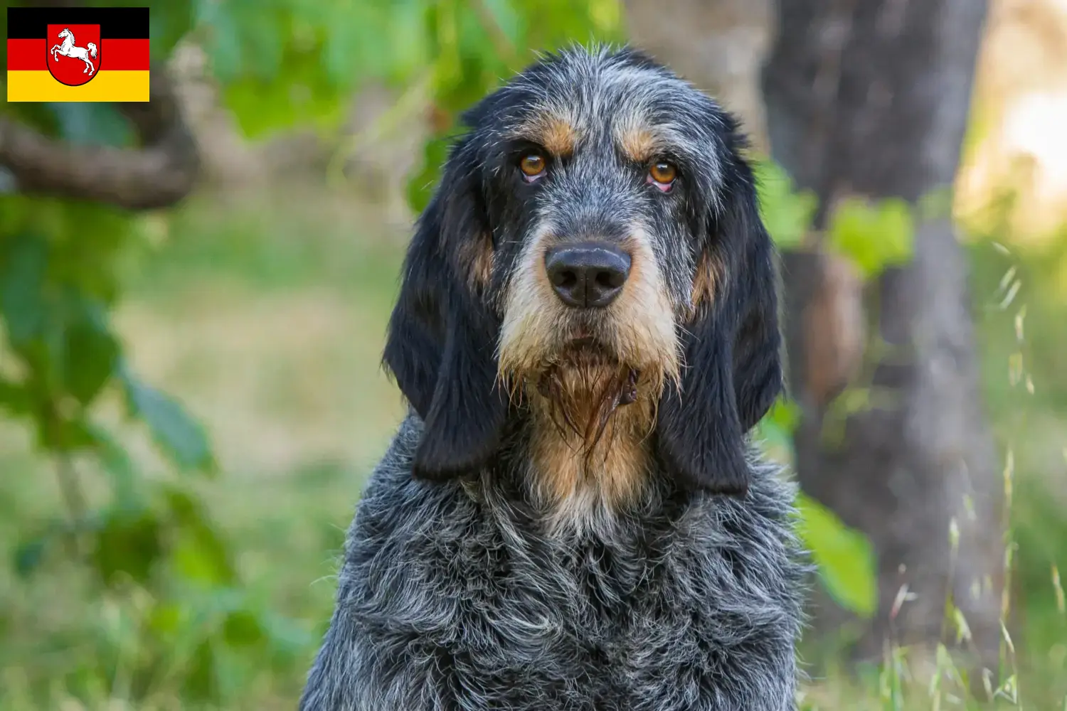 Read more about the article Hodowcy i szczenięta Griffon Bleu de Gascogne w Dolna Saksonia