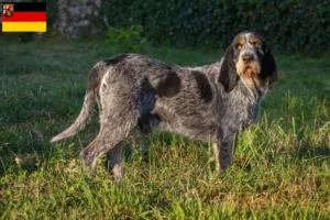 Read more about the article Hodowcy i szczenięta Griffon Bleu de Gascogne w Nadrenia-Palatynat